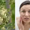 How To Apply Moringa On Face For Glowing Skin,500 की क्रीमों से ज्यादा ...