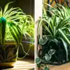 How To Grow Spider Plant At Home
