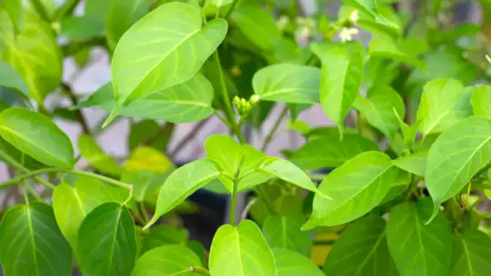 गुड़मार