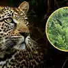 Leopard Vs Wild Boar: जंगली सूअर को देखते ही शिकारी बना भीगी बिल्ली ...