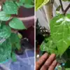 Gardener Rathi Anshu Secret To Increase Betel Leaf Plant Growth,पान की ...