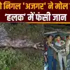 'अजगर' के हलक में फंसी जान, हिरण को 'निगल' मोल ली आफत, सर्प मित्र ने ...