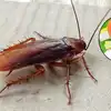 Cockroaches Bhagane Sanyasi Ayurveda Ka Tarika,सन्यासी आयुर्वेदा ने ...
