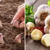 Gardening Secret To Grow Garlic Faster At Home,'घर की छत पर फ्री में उग ...