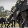 Elephant Herd