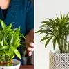 Best Indoor Plants that Produce Oxygen 24 hour