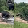 Buffalo Aur Lion Ki Fight Ka Video