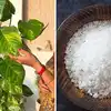 booster tonic for plant growth