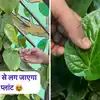 Paan Ki Bel Ugane Dr Anu Dhawan Ka Tarika,एक पान के पत्ते से लग जाएगा ...