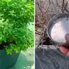 Gardening Experts 2 Rupee Fertilizer To Revive Dried Basil Plant Faster ...