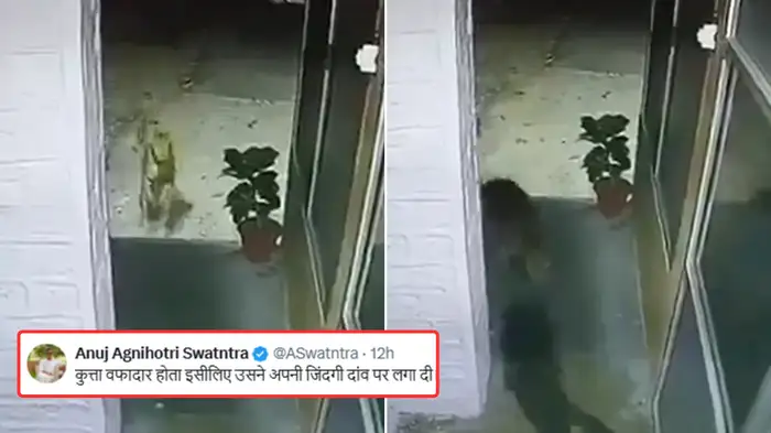 Dog Sacrificed Life To Leopard For Loyalty Dog Sacrificed Life To Leopard For Loyalty