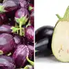 How To Choose And Buy Good And Without Seeds Brinjal,'हाथ में उठाते ही ...