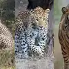 कल किसने देखा, आज राजस्थान में हाड़ौती वाइल्डलाइफ में सबसे समृद्ध, यहां ...