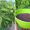 Gardening Expert Poonam Secret To Increase Curry Leaves Plant Gwoth ...