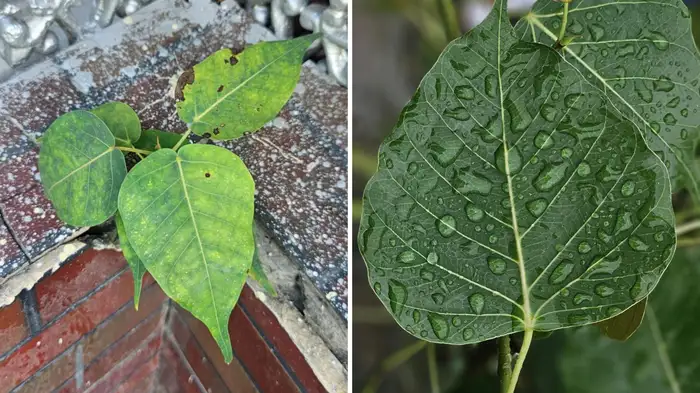 peepal ka paudha fitkari se kaise hataye peepal ka paudha fitkari se kaise hataye