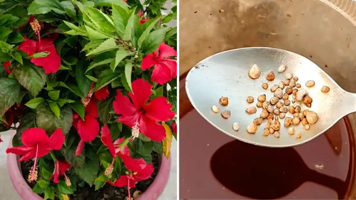 gudhal me kya dalen gudhal me kya dalen