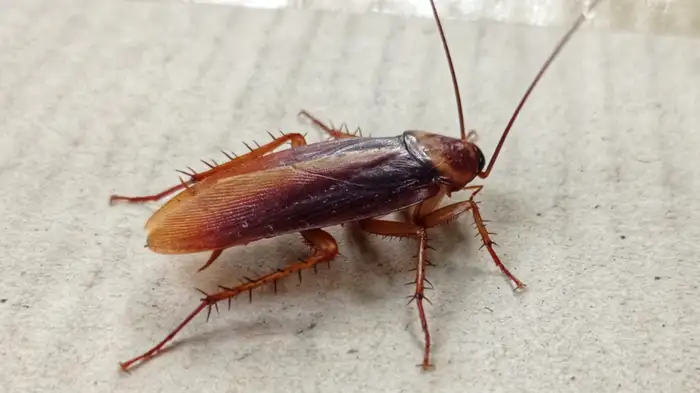 home remedy to get rid of cockroaches naturally home remedy to get rid of cockroaches naturally