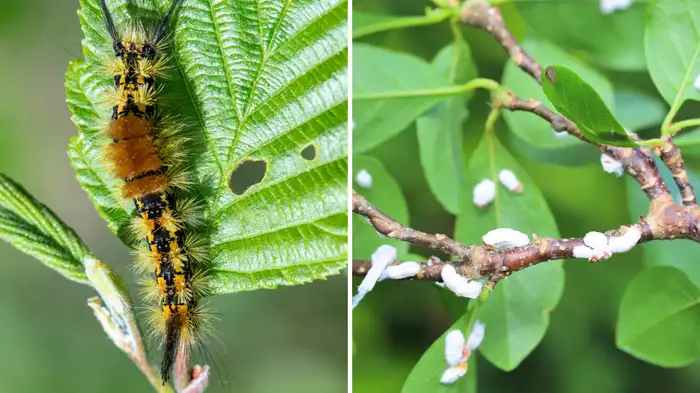 Powerful Organic Pesticide Mixture Powerful Organic Pesticide Mixture