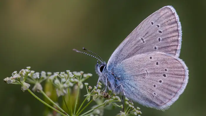 पर्यावरण और तितलियों के लिए सुरक्षित