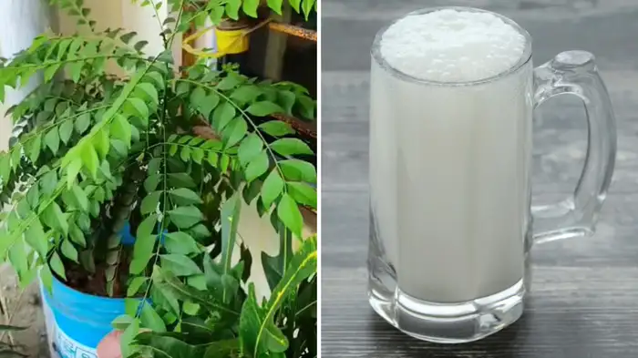 how to make curry leaves plant healthy how to make curry leaves plant healthy