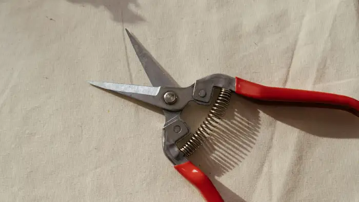 प्रूनिंग से बचें