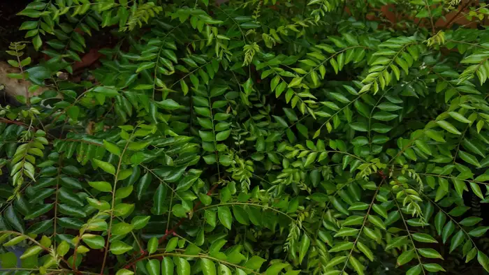 गुड़ाई और मल्चिंग