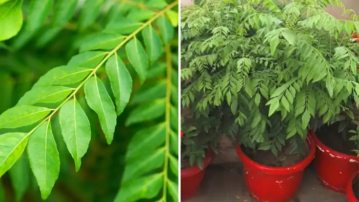  ज्यादा से ज्यादा धूप दिखाएं