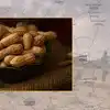 सीकर में एमएसपी खरीद पर बड़ा फर्जीवाड़ा, मूंग-मूंगफली में घोटाले के ...