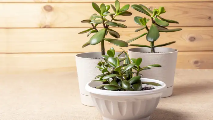 क्रासुला - धन को खींचने वाला चुंबक