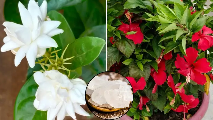 plants me fitkari kaise dalen plants me fitkari kaise dalen