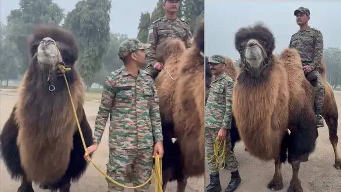 बैक्ट्रियन ऊंटों से क्या लिया जा रहा काम