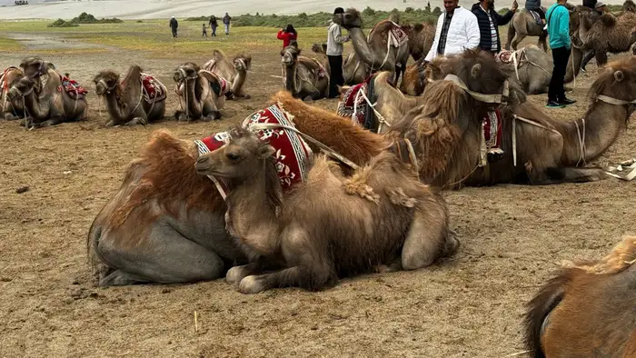 -25 डिग्री तापमान में भी चल सकते हैं ये ऊंट