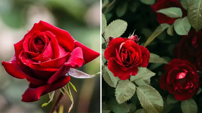 gulab me kele ke chilke kaise dalen gulab me kele ke chilke kaise dalen