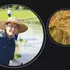 Rice Seeds: चीन ने खोज लिया धान का ऐसा हाइब्रिड सीड, जो चावल की उपज कर ...