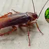 Cockroaches Bhagane Ankur Nandan Ka Neem Wala Tarika,'कॉकरोच को कुचलकर ...