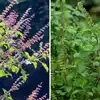 Difference Between Rama And Shyama Tulsi And Take Care Tips,रामा या ...
