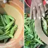 Gardener's Secrets For Using Pea Shells In Plant,मटर छीलने के बाद छिलके ...