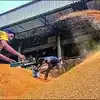 बिहार में सरकार खरीदेगी गेहूं, पिछले साल से अधिक एमएसपी तय किया गया ...