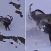 Snow Leopard Attack Ka Video