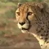 Botsbana cheetah