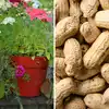Peepal Baba Secret Tips To Make Compost From Mungfali Ke Chilke,मूंगफली ...