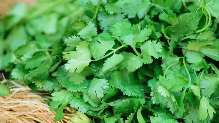 ताजे धनिये की खुशबूदार फिलिंग