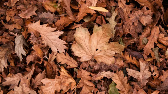 सूखे पत्तों की पहली परत  