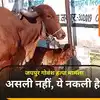 जयपुर में गाय के बछड़े का कटा सिर निकला डमी, आंदोलन के पीछे राजनीतिक द्वेषता का एंगल जानिए