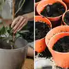 Best Soil Composition For Flowering Plants In Pots,गमलों में पौधे लगाने ...