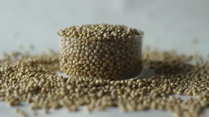 ज्वार की तैयारी 