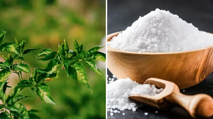 right way to use Epsom Salt right way to use Epsom Salt