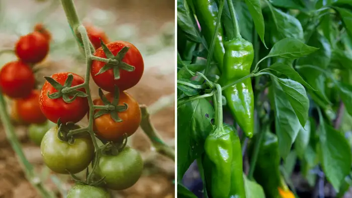 कौन से पौधों में डालना चाहिए