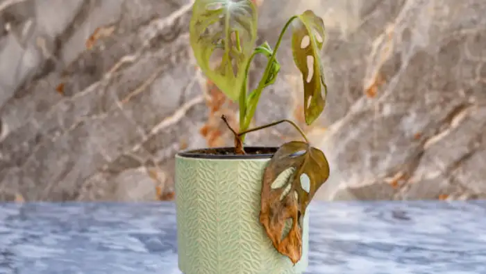 मुरझाए पौधे के लिए कैसे काम करता है