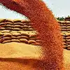 गेहूं की खरीद आज से शुरू